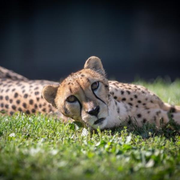 Cheetah