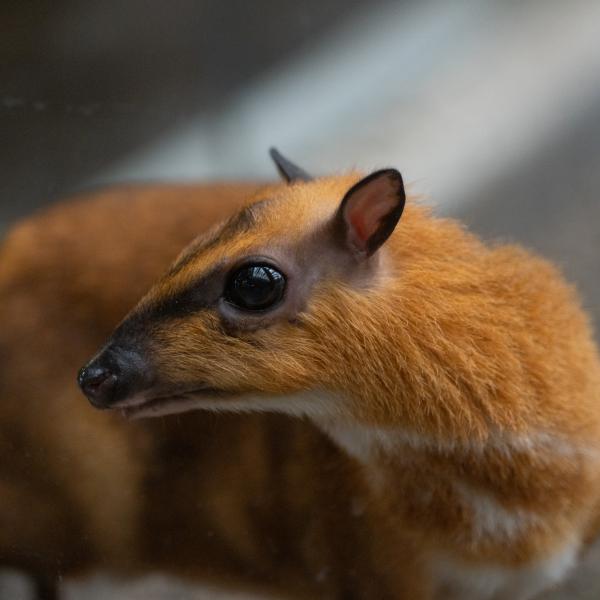 Greater Malayan Chevrotain