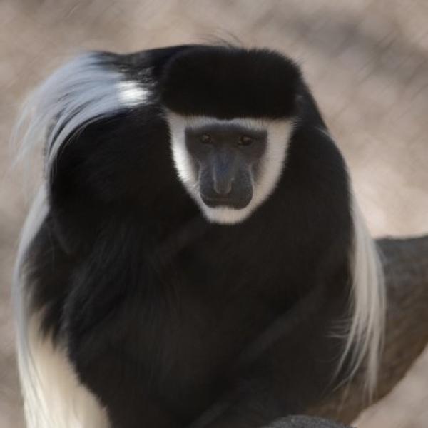 Colobus Monkey