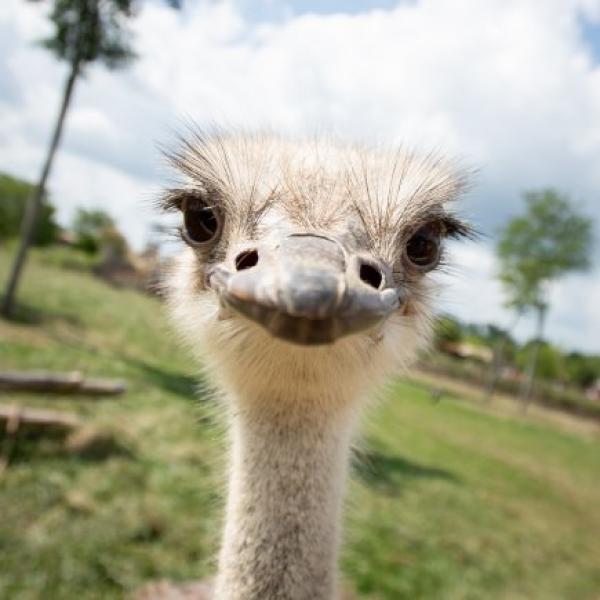 Common ostrich head