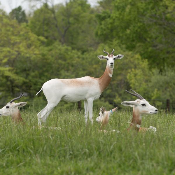 Dama gazelle in the Savanna