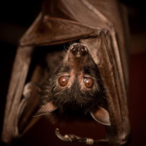 Malayan Flying Fox Bat