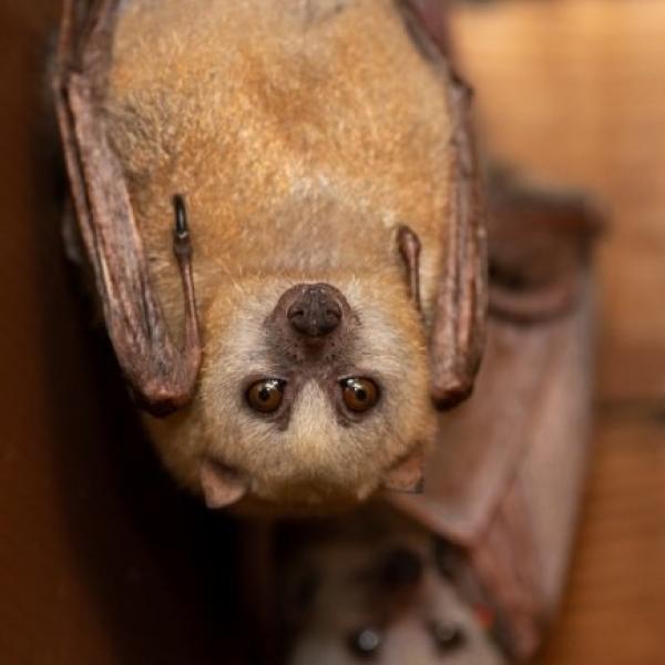 Golden-Mantled Flying Fox Bat