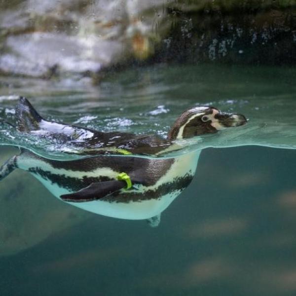 Humboldt Penguin