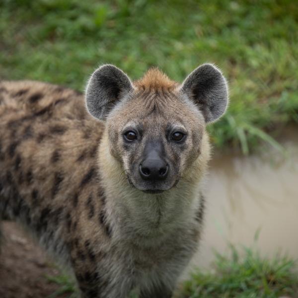 Hyena, Shenzi