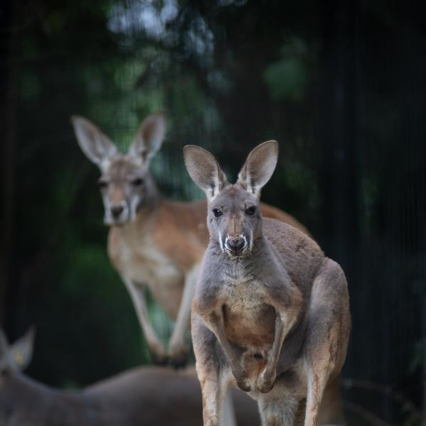 Kangaroos in the walkabout