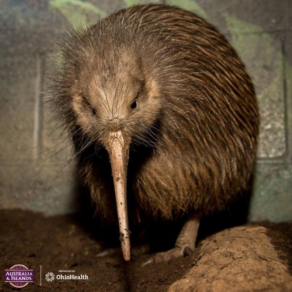 Kiwi in the habitat