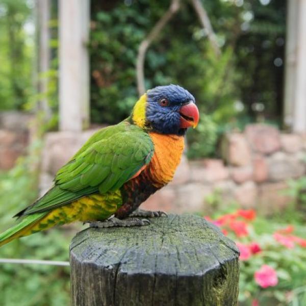 Lorikeet
