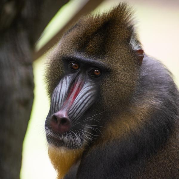 Mandrill | Columbus Zoo and Aquarium