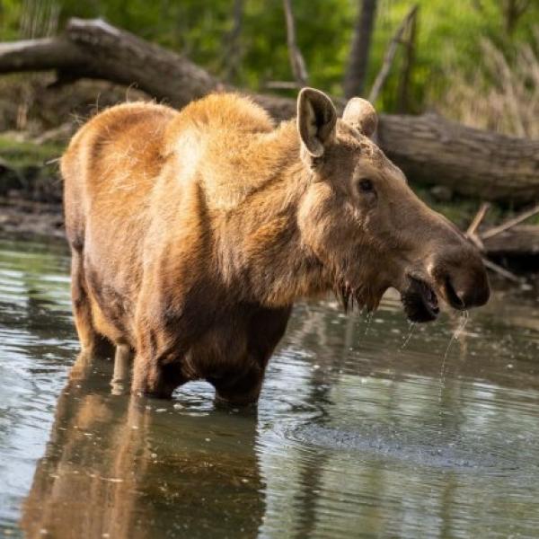 Moose | Columbus Zoo and Aquarium