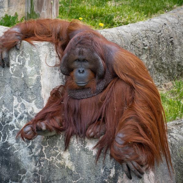 Bornean orangutan sitting