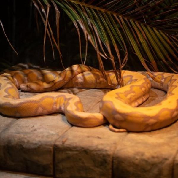 Reticulated Python