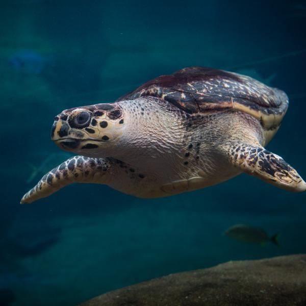 Buddy the hawksbill sea turtle