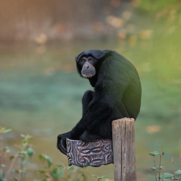Siamang sitting on ledge