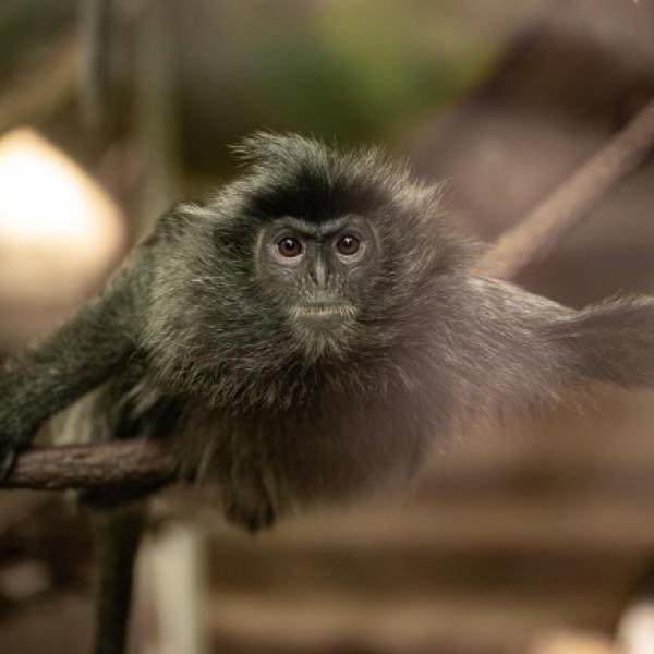 Silvered-Leaf Langur