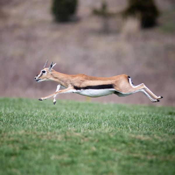 Thomson's gazelle sprinting