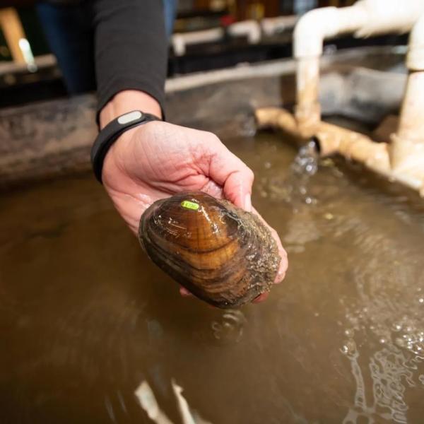 Freshwater musself from the Watters Aquatic Conservation Center