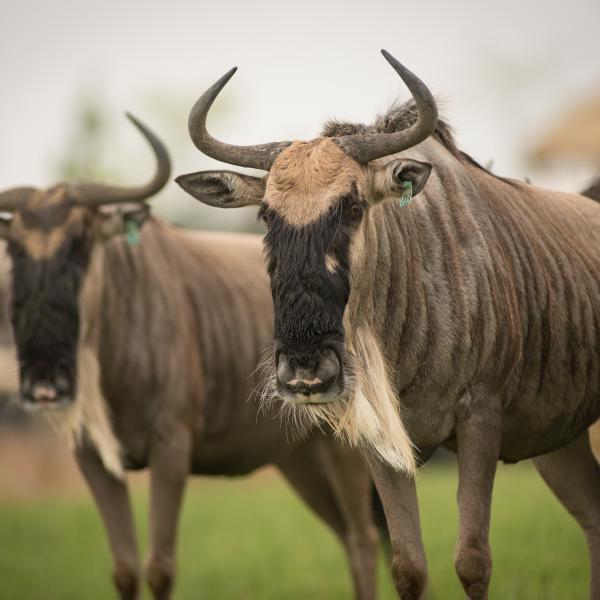 Wildebeest