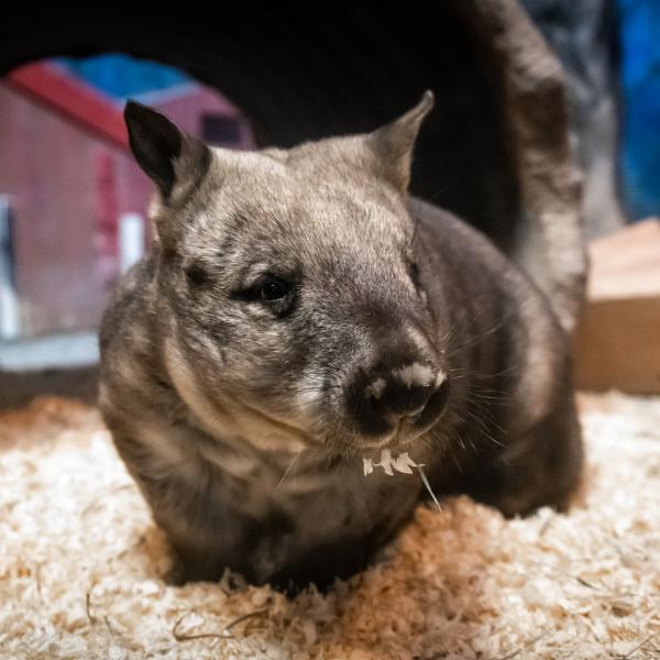 Wombat near tunnel in habitat