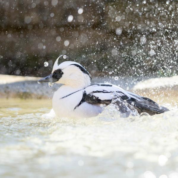 smew in water