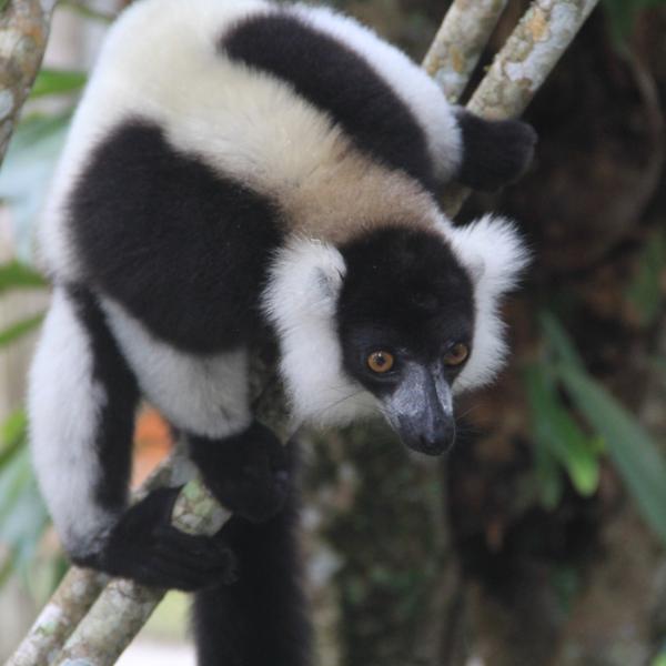 lemur in tree