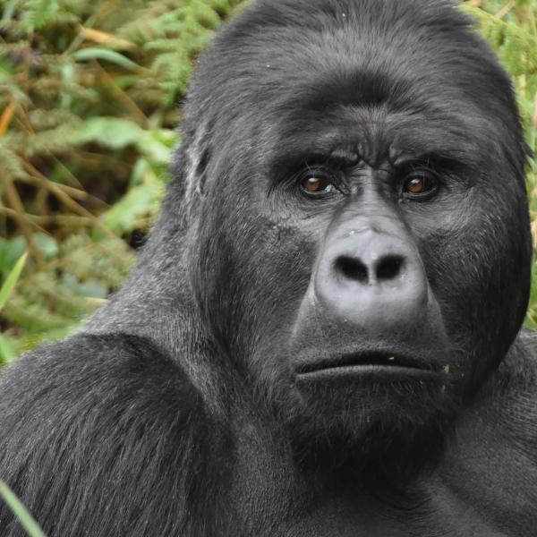 gorilla in forest