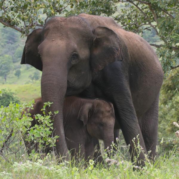 elephants in pasture