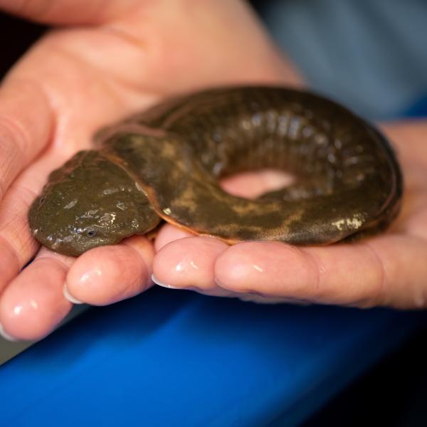 hellbender in hands