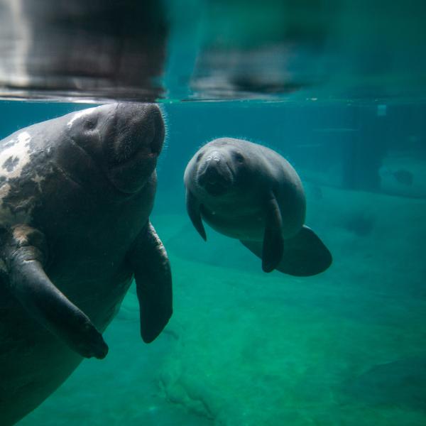 Manatee Rescue and Rehabilitation Partnership (MRP) | Columbus Zoo and ...