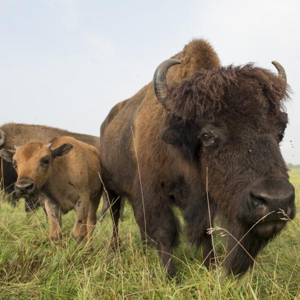 bison in field