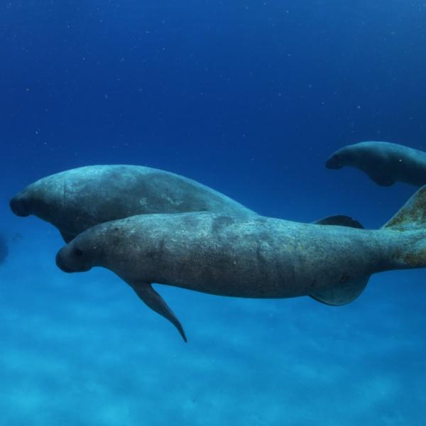 manatees in water