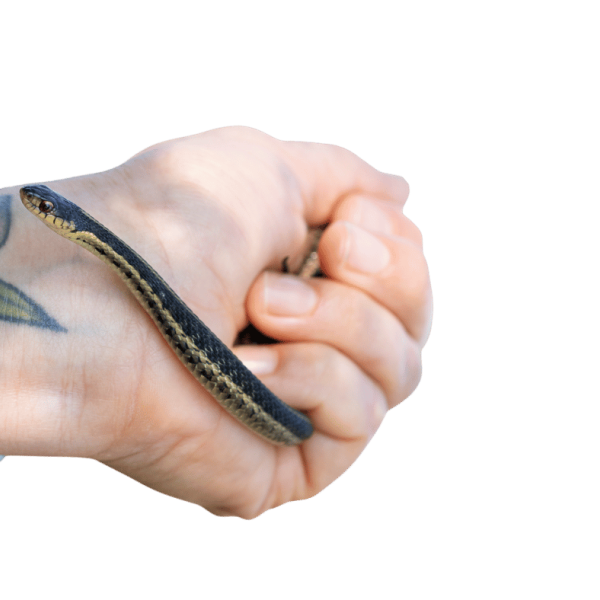 hand holding snake