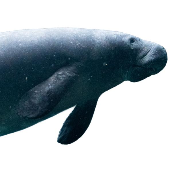 Manatee cutout