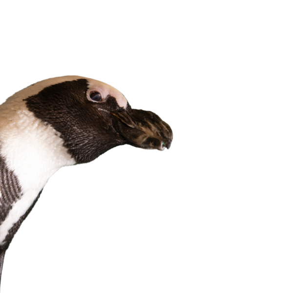 African penguin