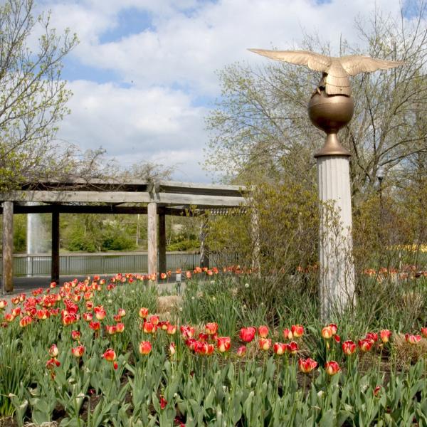 Bronze statue of eagle surrounded by red tulips