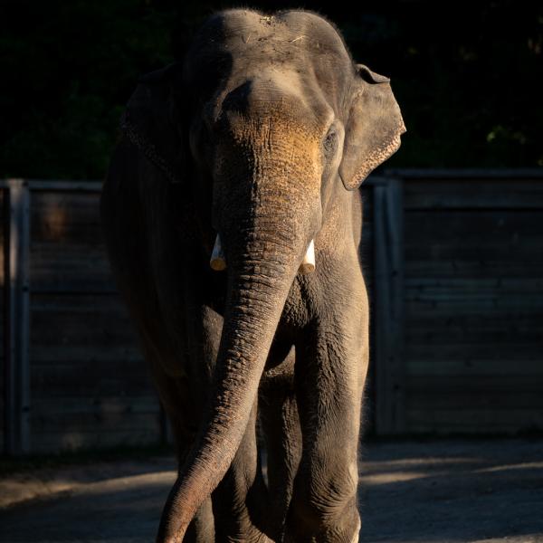 Asian elephant walking 