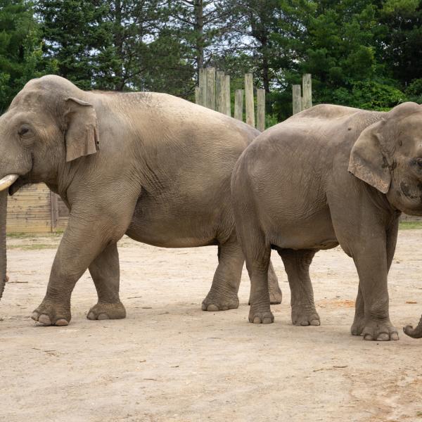 Male elephant, Hank, and female elephant, Connie, stand back to back in the Columbus Zoo's elephant habitat