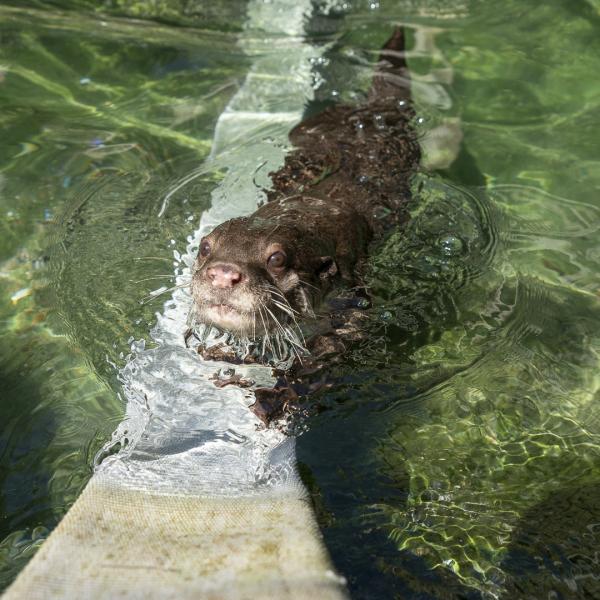 otter on fire hose