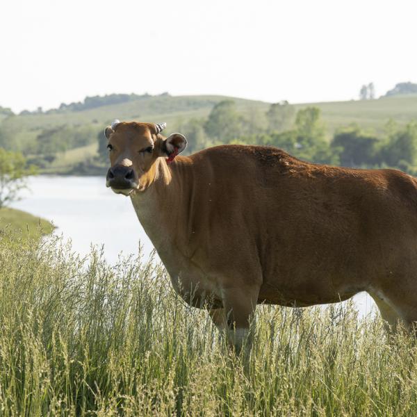 banteng in pasture