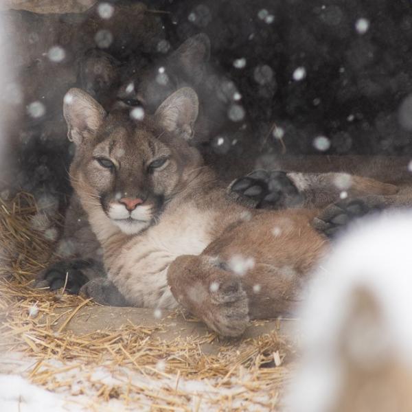 snow cougar