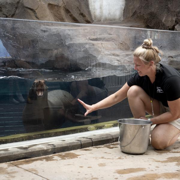 zookeeper training with sea lion