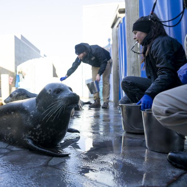 sea lion with zookeepers