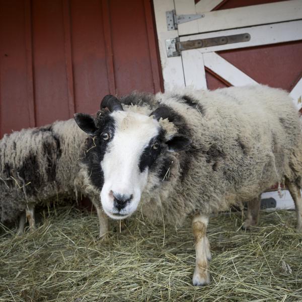 A Jacob's sheep looks at the camera at the Columbus Zoo's barn 