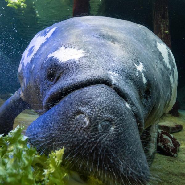 Stubby the Manatee Acts as Surrogate Mom Once Again This Mother's Day ...