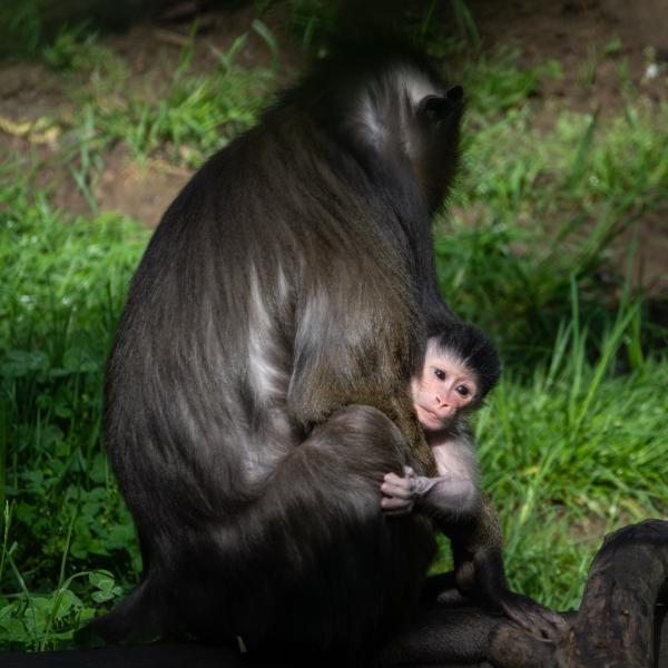 Baby mandrill being held by mother