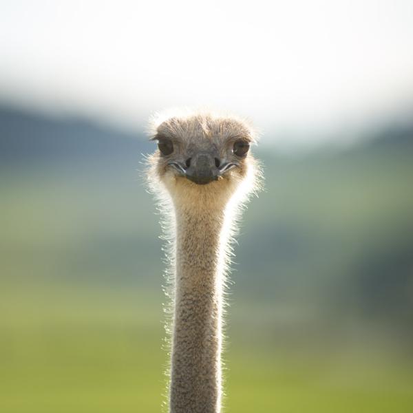 ostrich