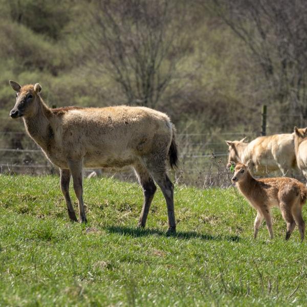 Pere David's deer in pasture with two fawns