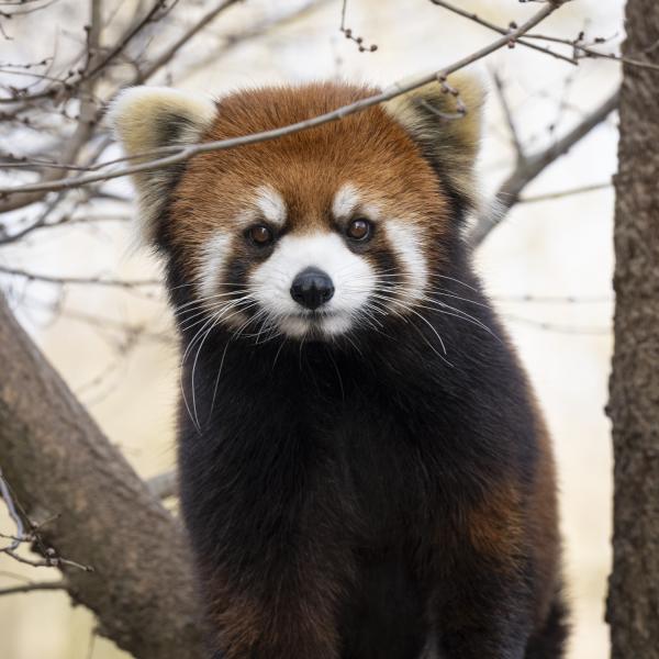 Red panda looks at camera while sitting on branch