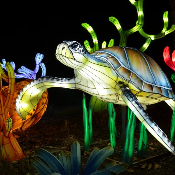 Sea Turtle illuminated along pathway