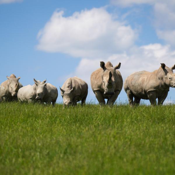 Herd of white rhinos standing on hill